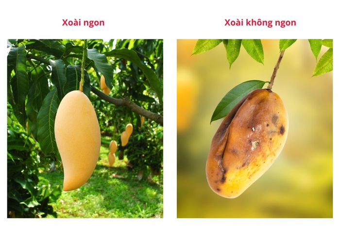 Phân biệt xoài chín ngon và không ngon